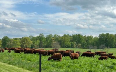 Brasileiros atestam avanço de produção verde nos Estados Unidos