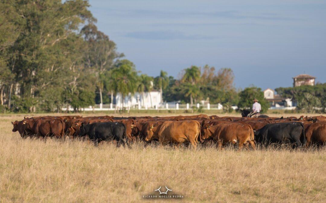 Estância da Gruta coloca em pista lote de fêmeas prenhas Montana