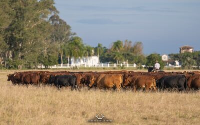 Estância da Gruta coloca em pista lote de fêmeas prenhas Montana